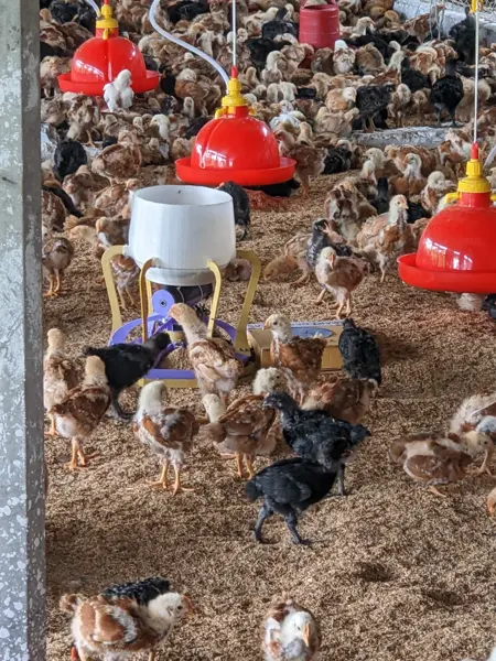 Feeder prototype placed among birds during farm work.